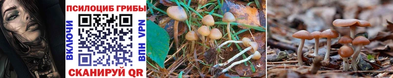 это состав  Калачинск  Псилоцибиновые грибы Psilocybe 